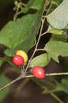 Southern spicebush <BR>Pondberry